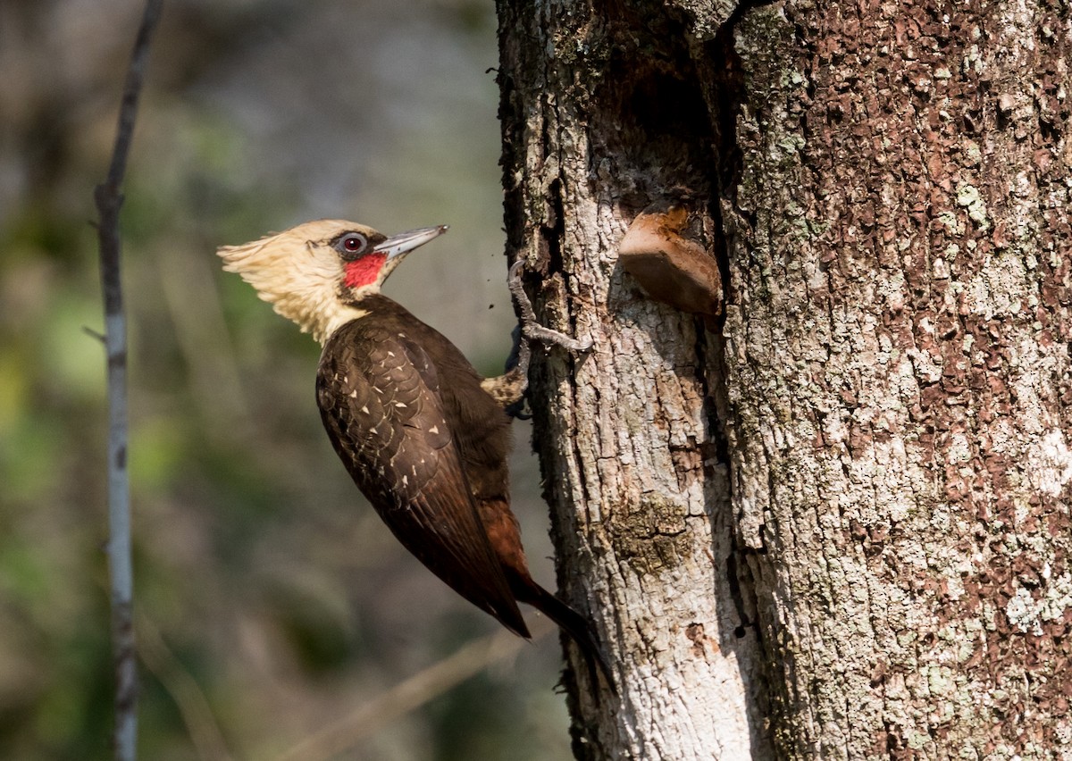 Pale-crested Woodpecker - ML227557801