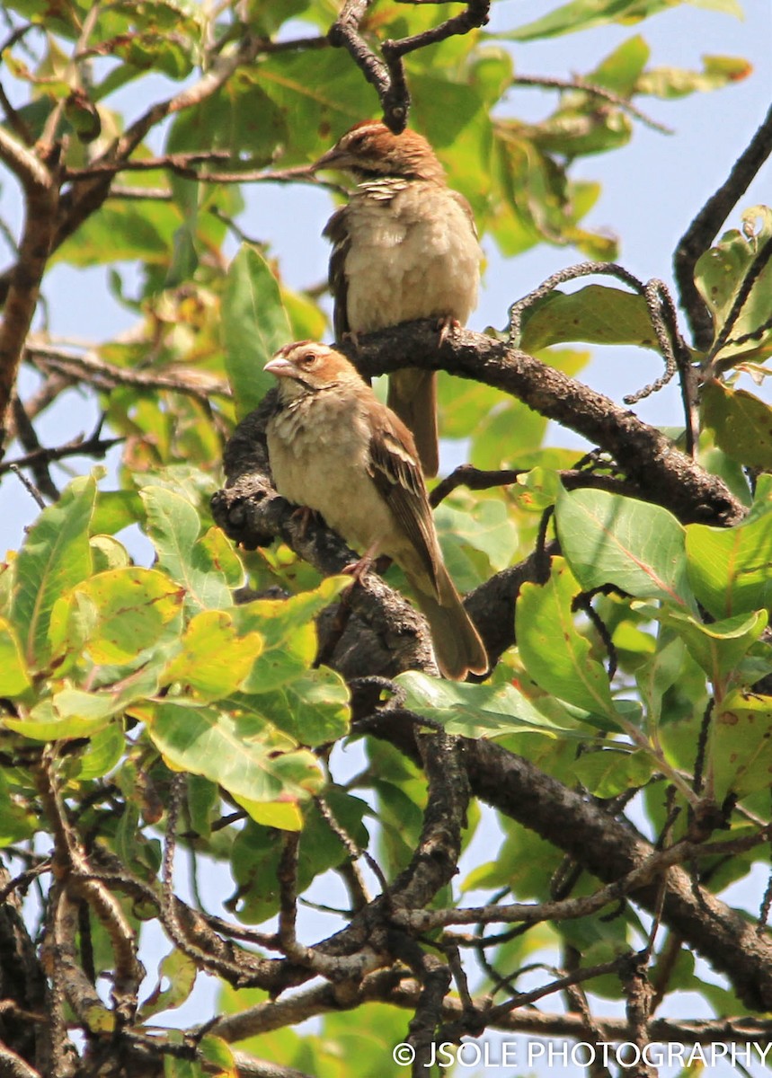 Chestnut-crowned Sparrow-Weaver - Jeffery Sole