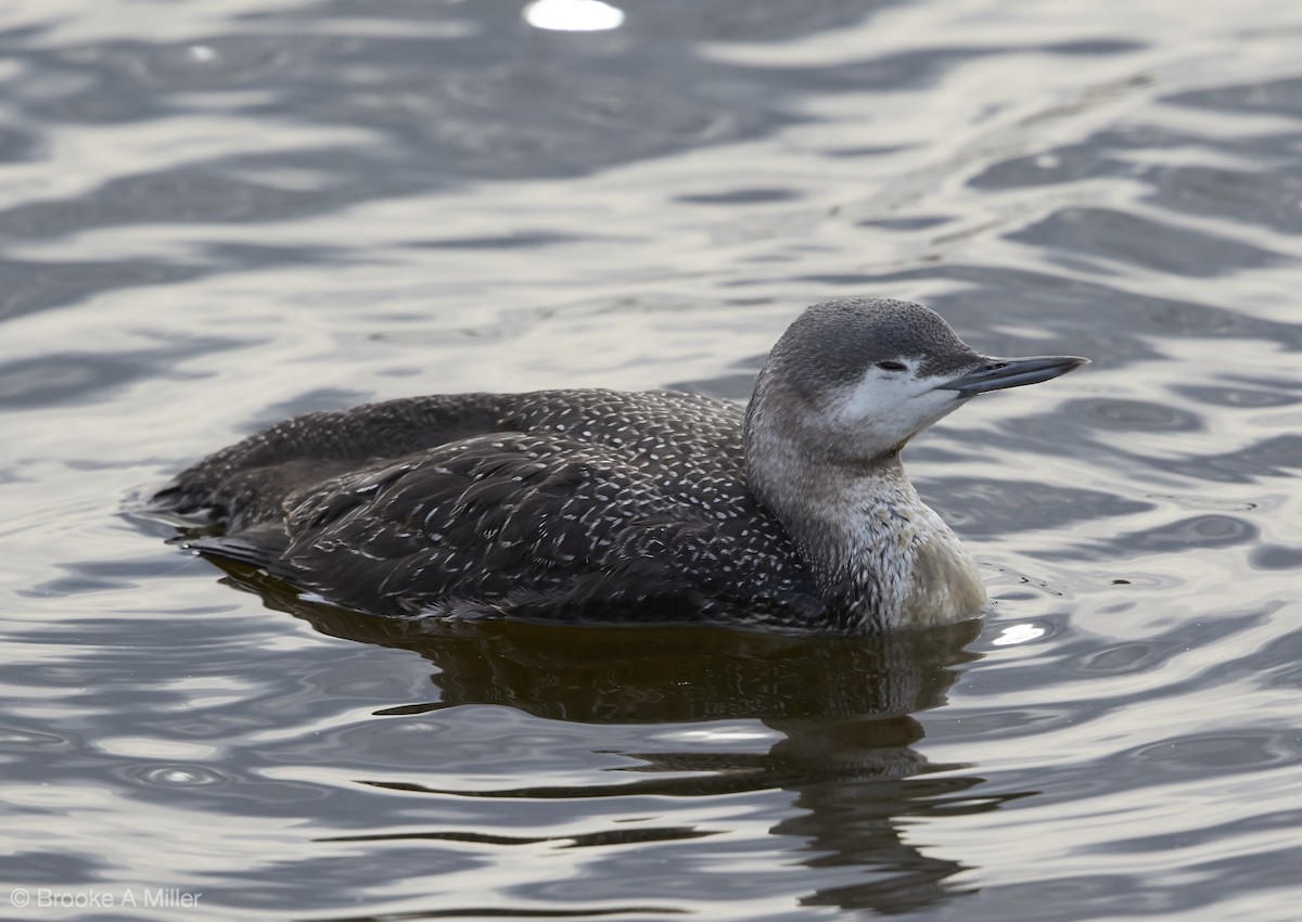 Red-throated Loon - Brooke Miller