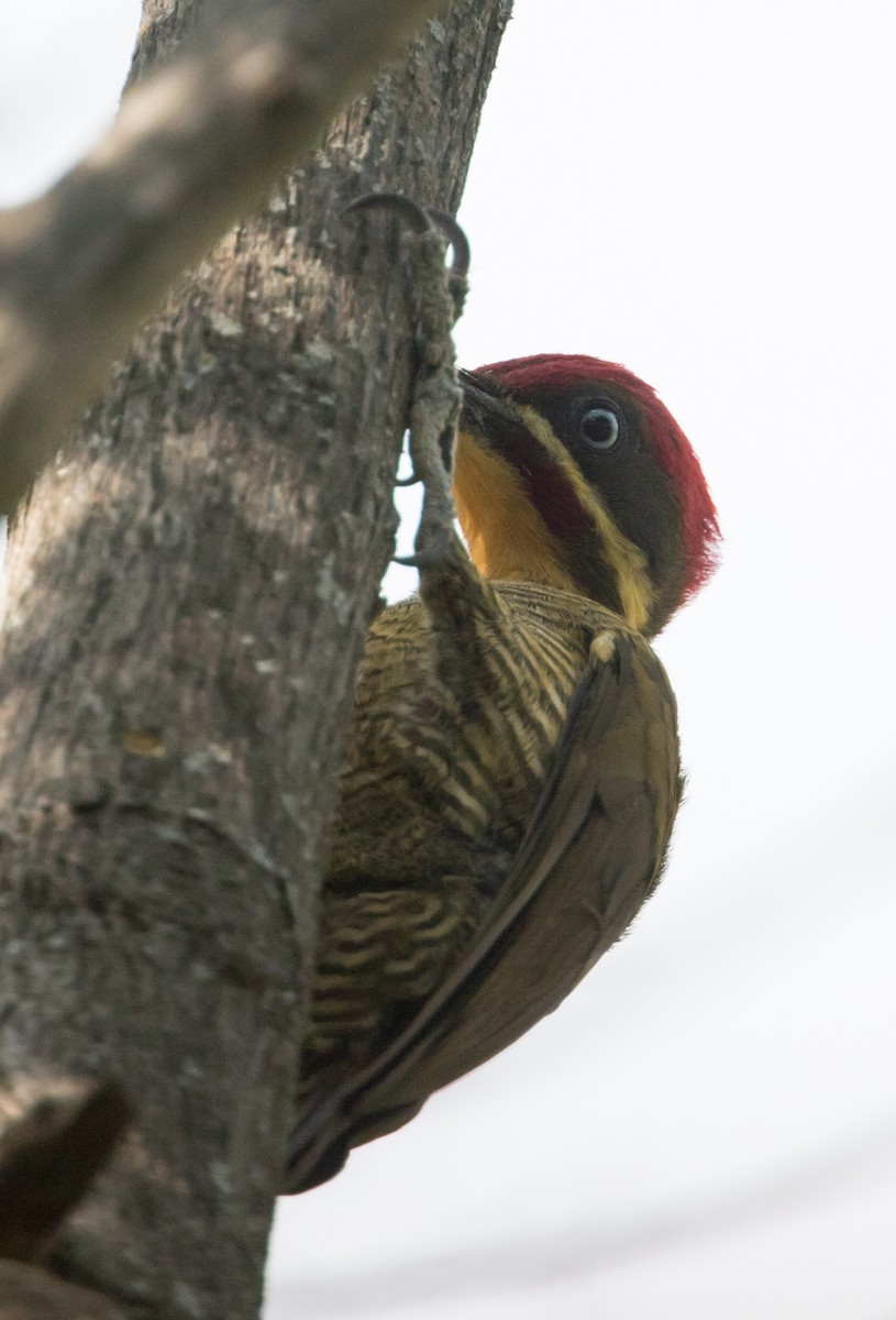 Golden-green Woodpecker - John Sterling