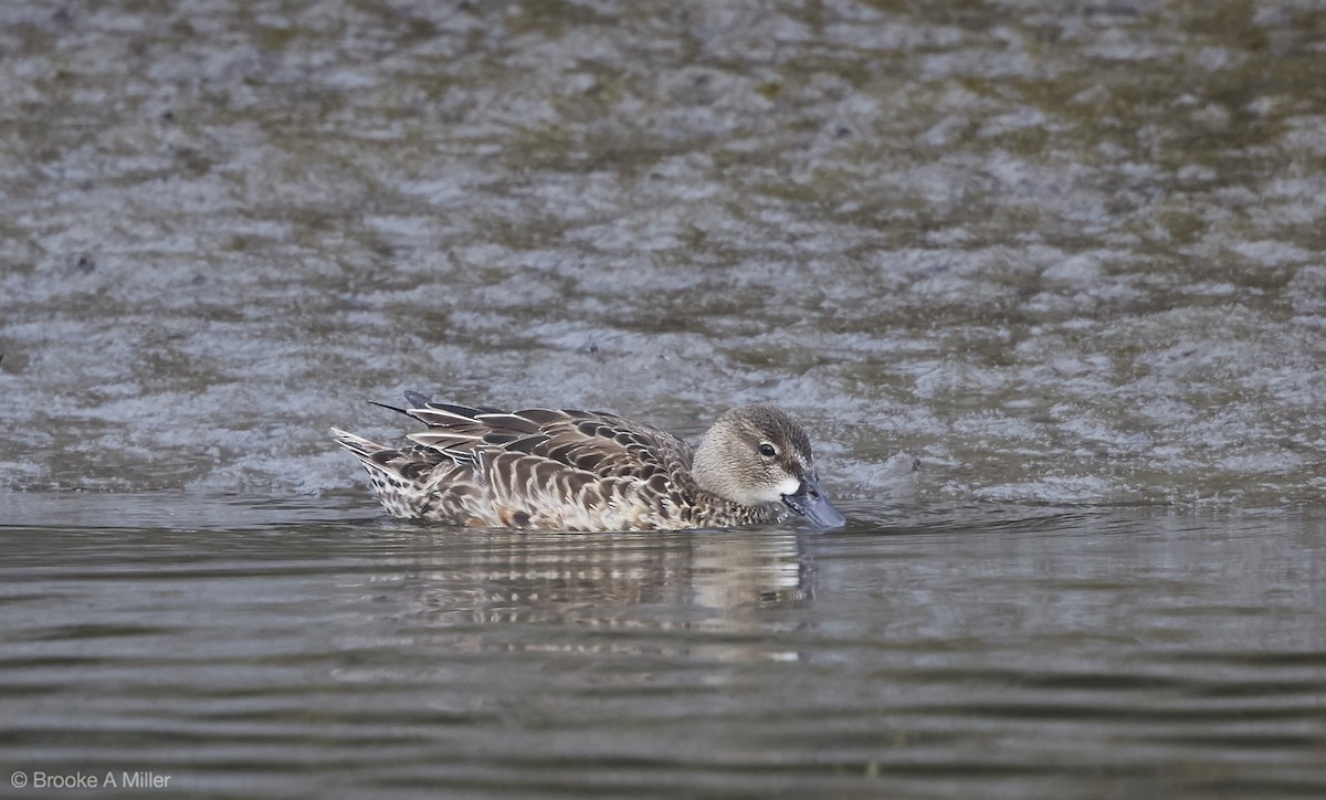 Blue-winged Teal - ML22756921