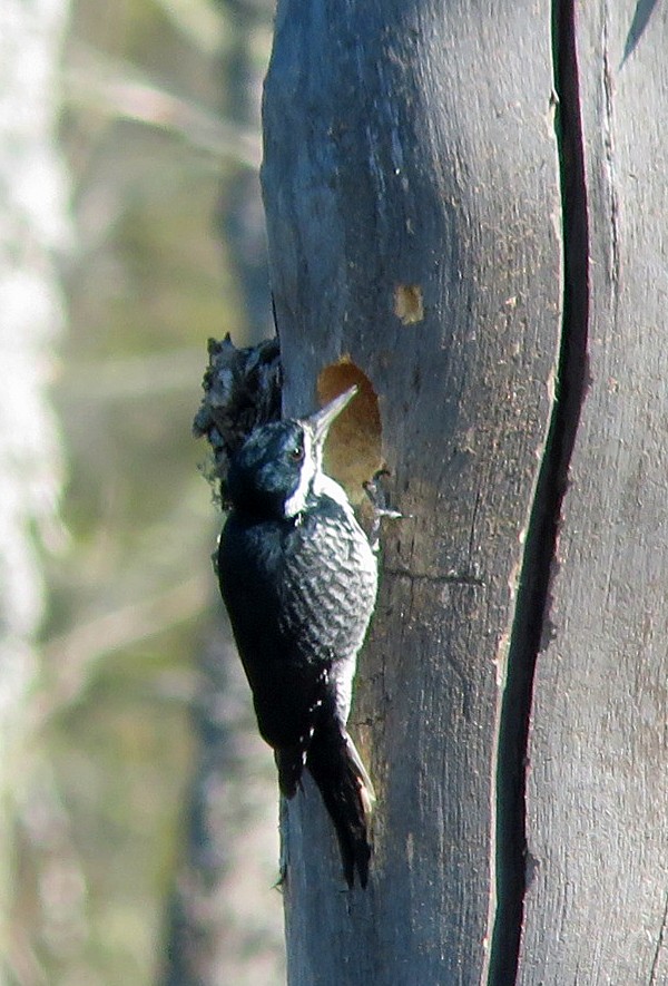 Black-backed Woodpecker - Bill Sheehan