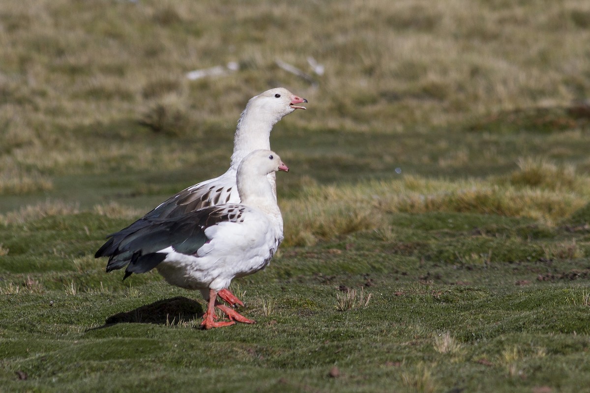 Andean Goose - ML227573041