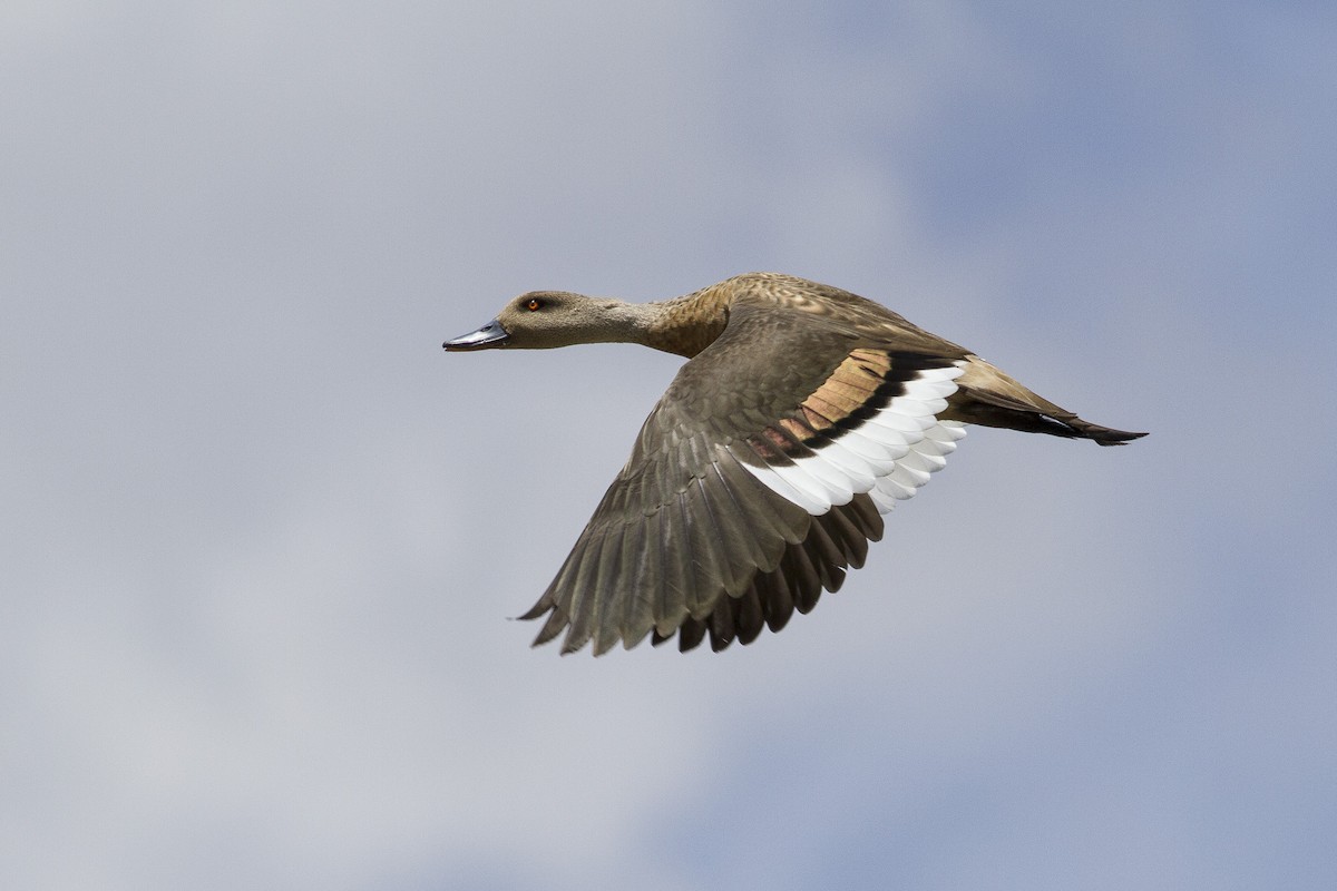 Crested Duck - ML227573261