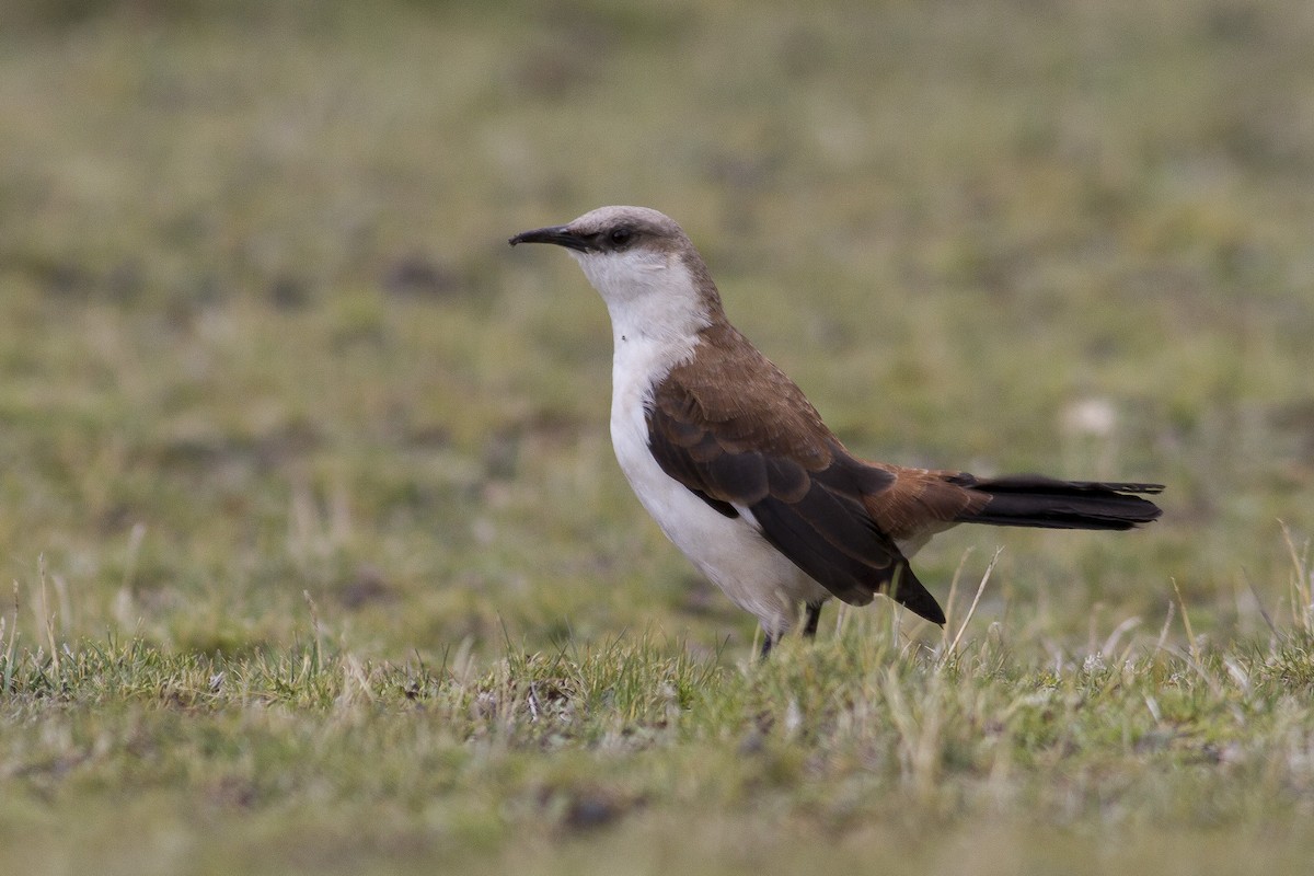 White-bellied Cinclodes - ML227573831