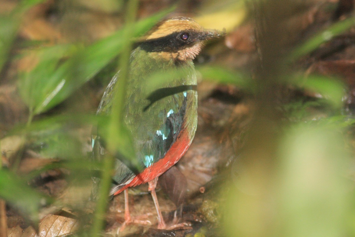 Green-breasted Pitta - ML227581461