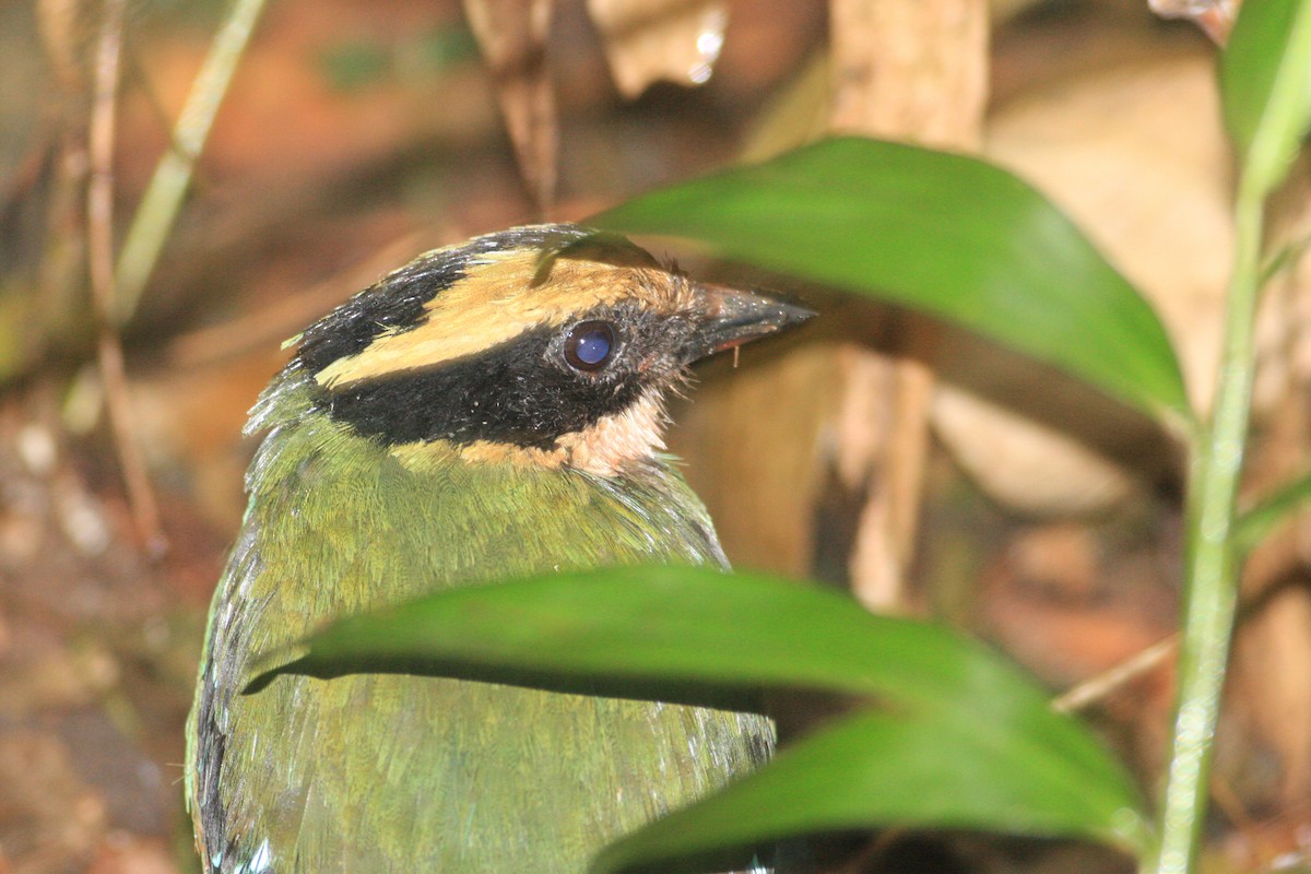Green-breasted Pitta - ML227581471
