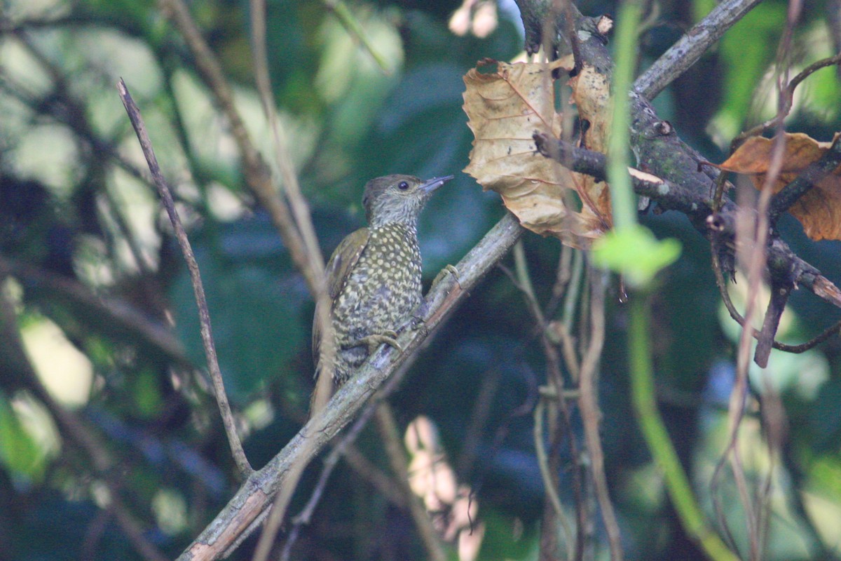 Buff-spotted Woodpecker - Oscar Campbell