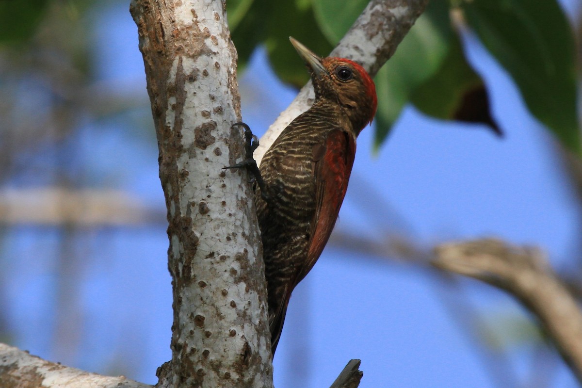 Blood-colored Woodpecker - ML227583191