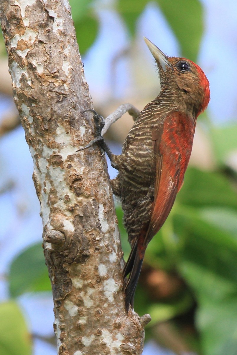 Blood-colored Woodpecker - ML227583211