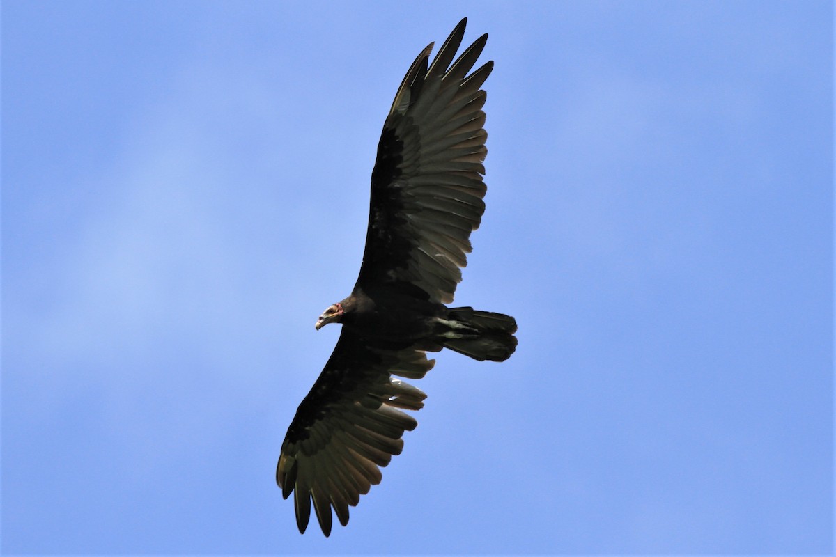 Lesser Yellow-headed Vulture - ML227583521