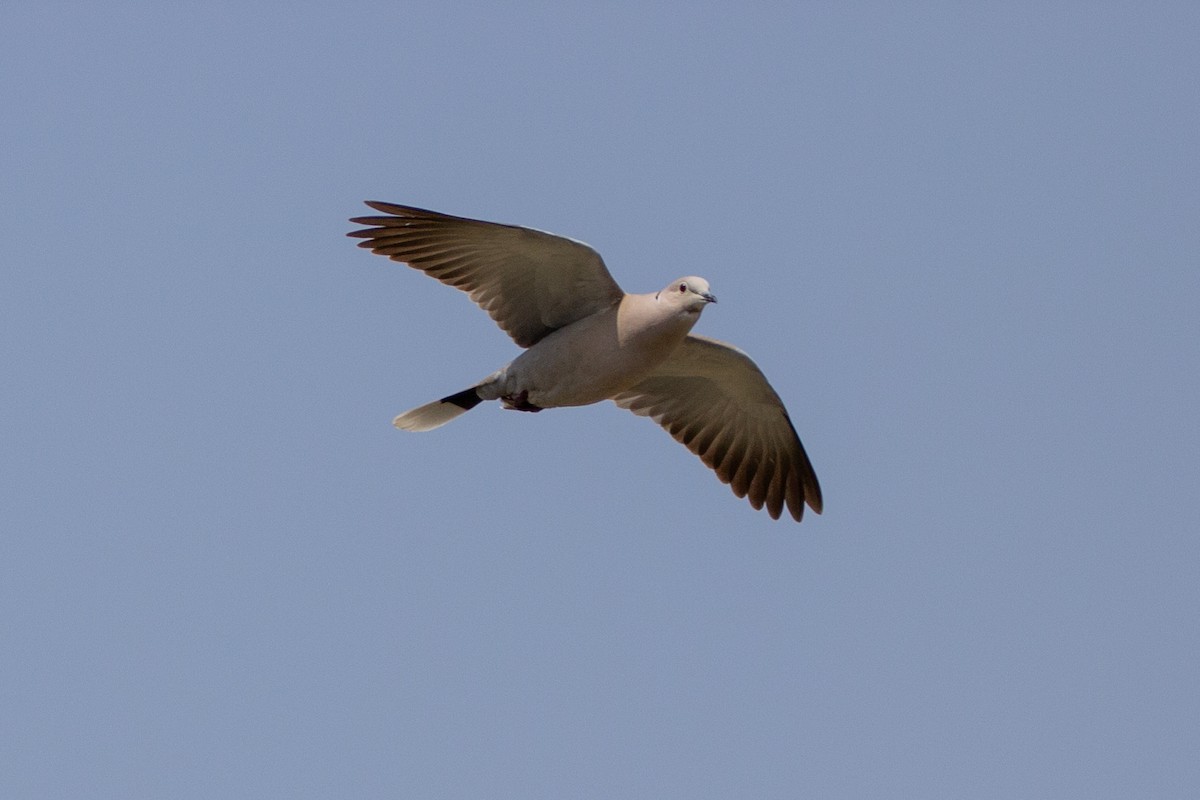 Eurasian Collared-Dove - Elvin Memmedsoy