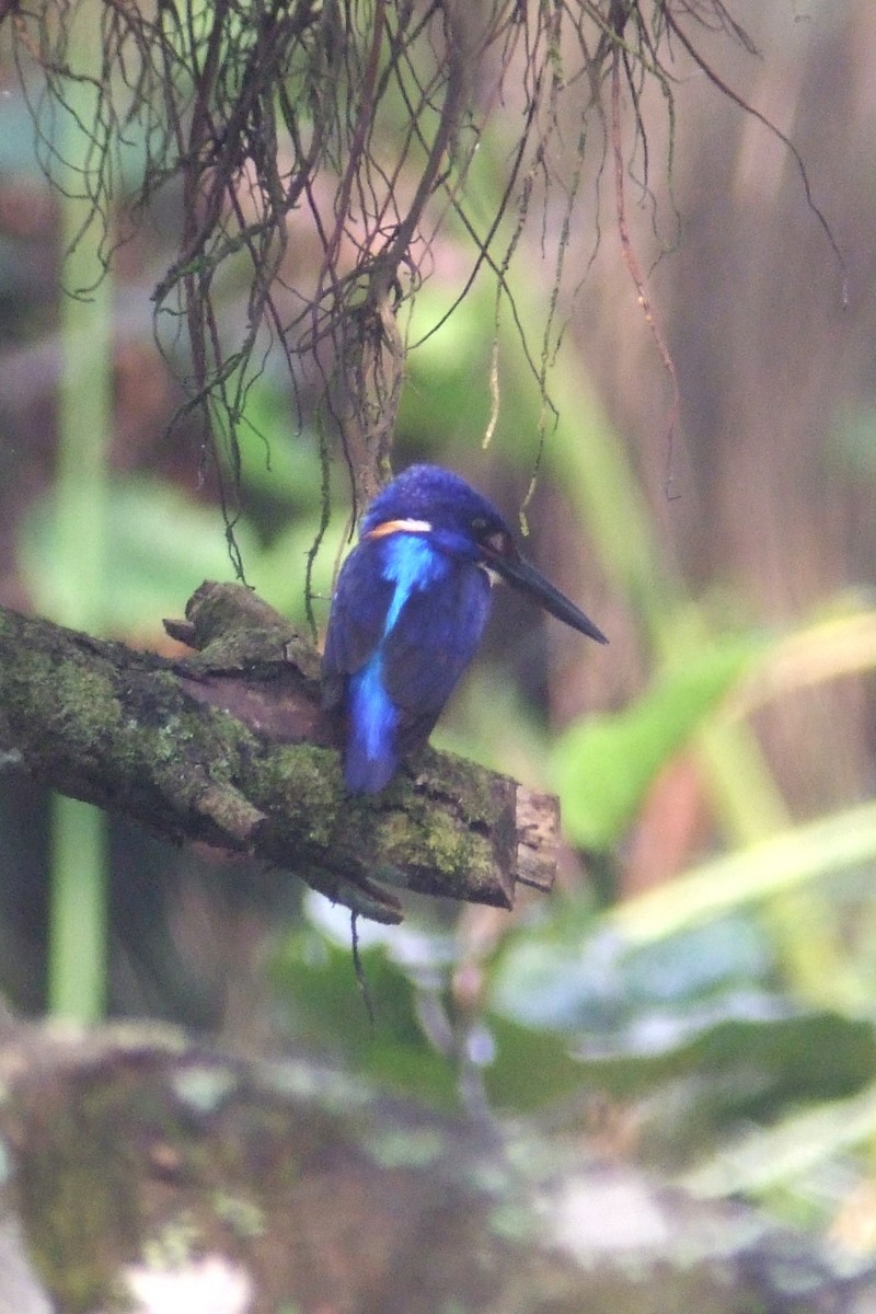 Shining-blue Kingfisher - ML227587981