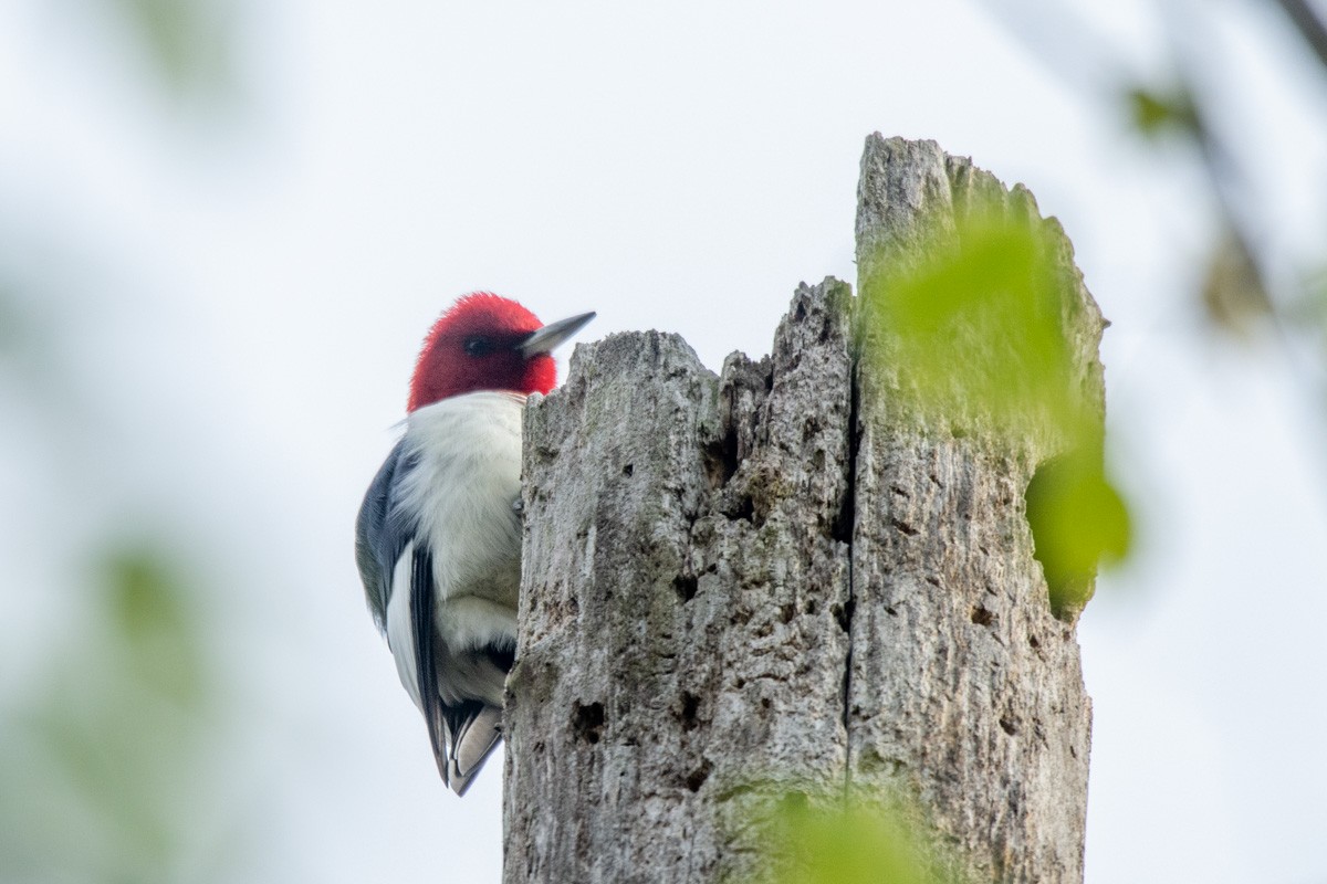 Red-headed Woodpecker - ML227591231