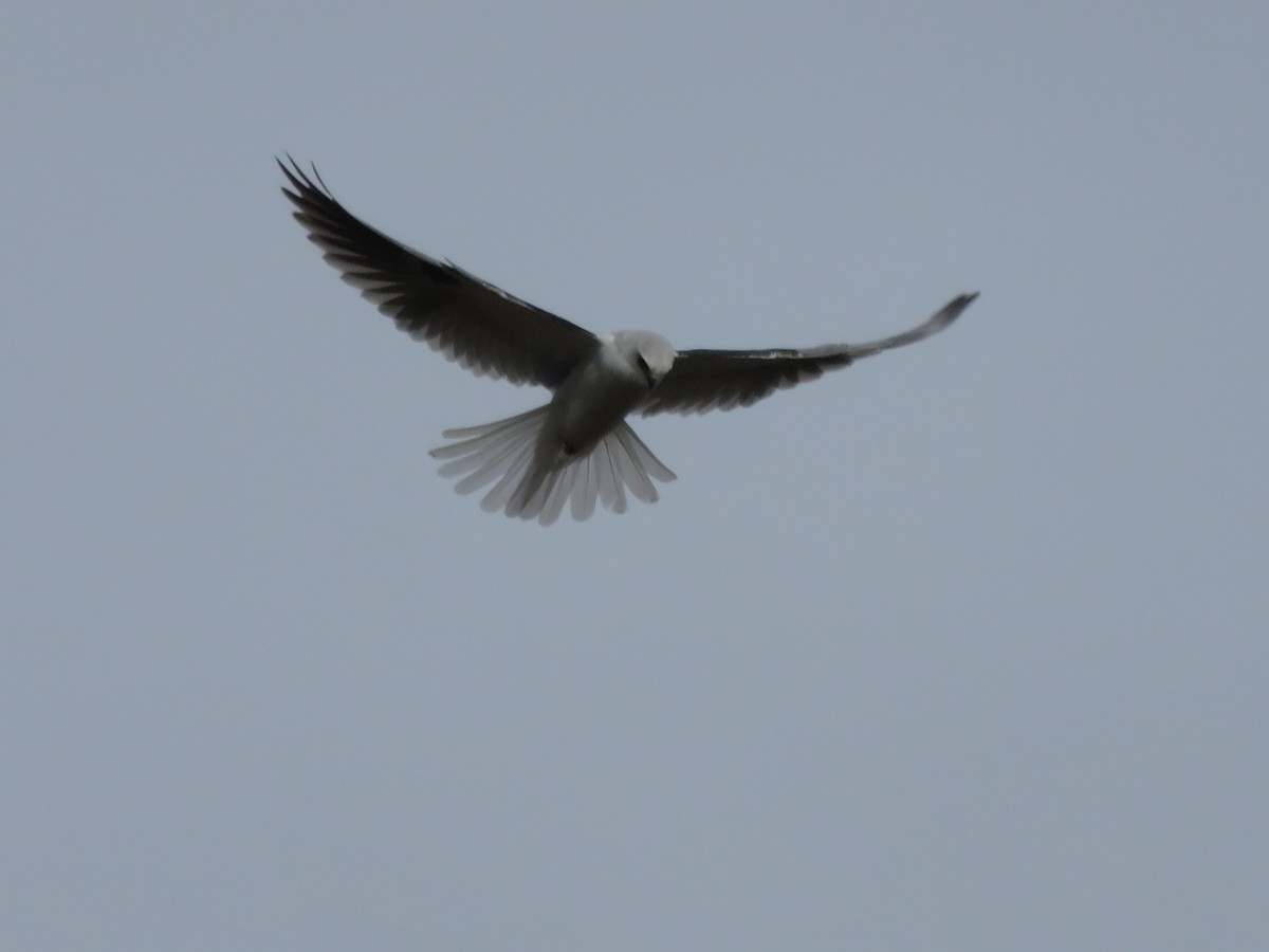 White-tailed Kite - ML22759201