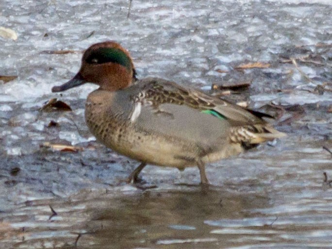 Green-winged Teal - Brian Bailey