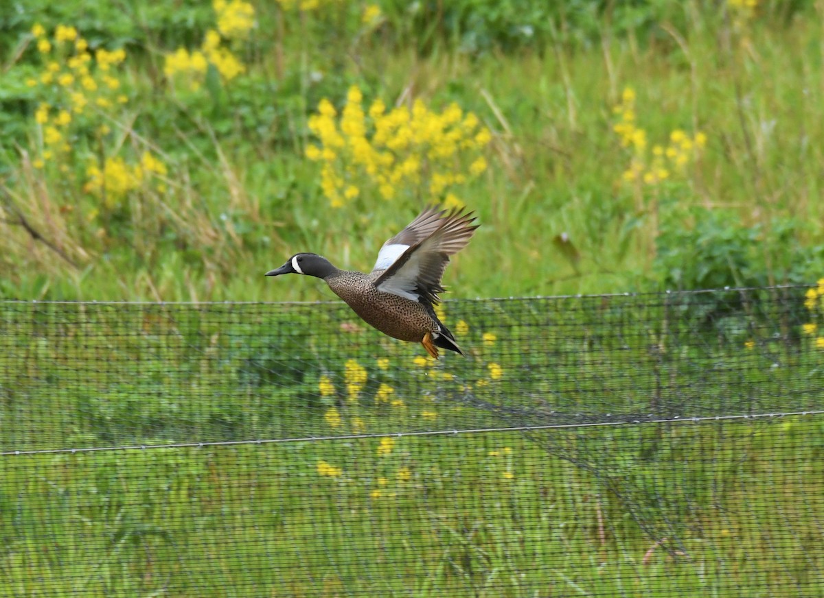 ebird-checklist-26-apr-2020-virginia-tech-vet-school-pond-49-species