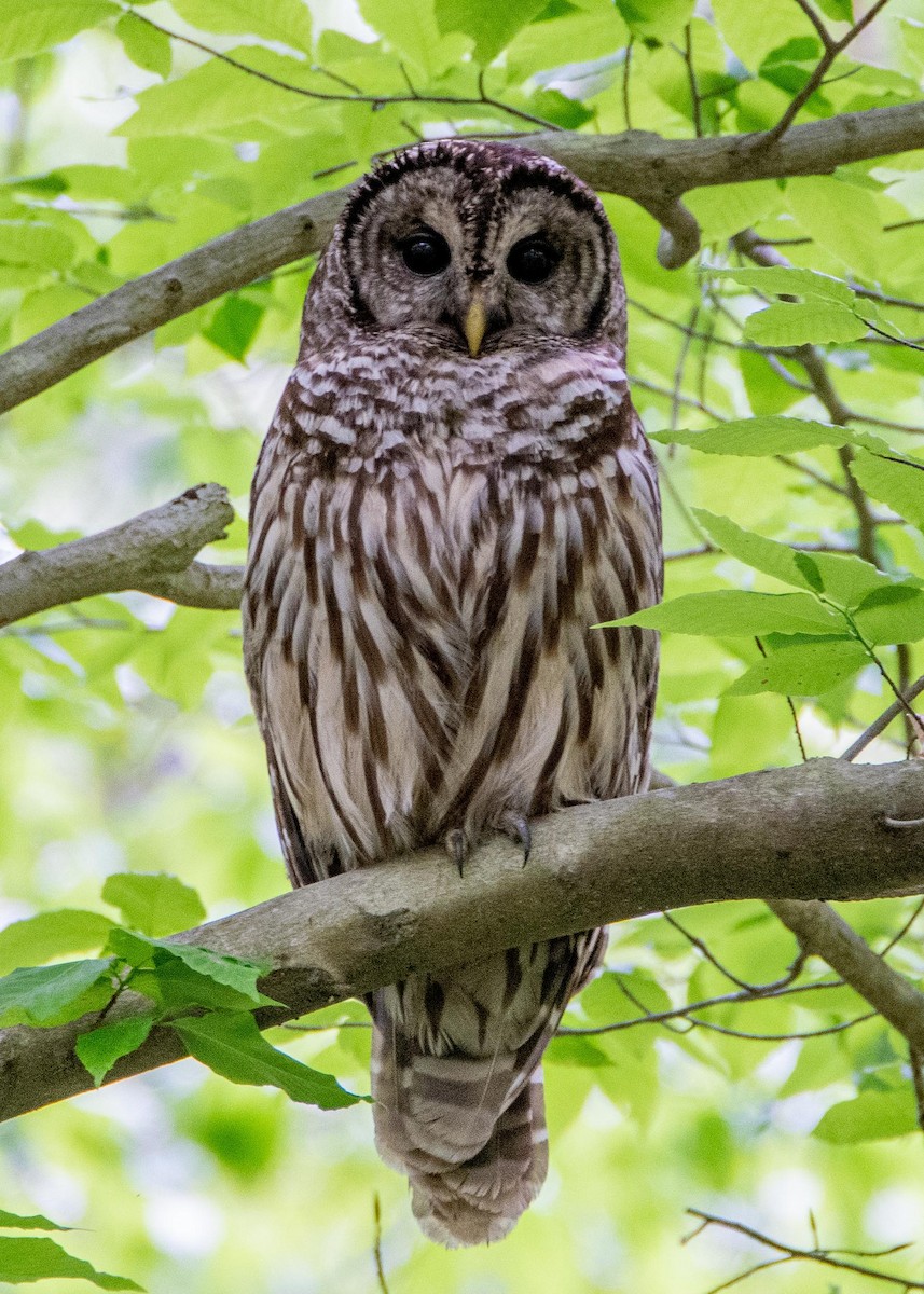 Barred Owl - ML227600071
