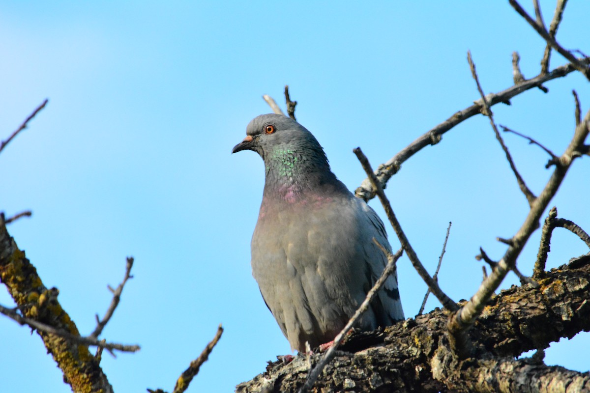 Rock Pigeon (Feral Pigeon) - ML227605231