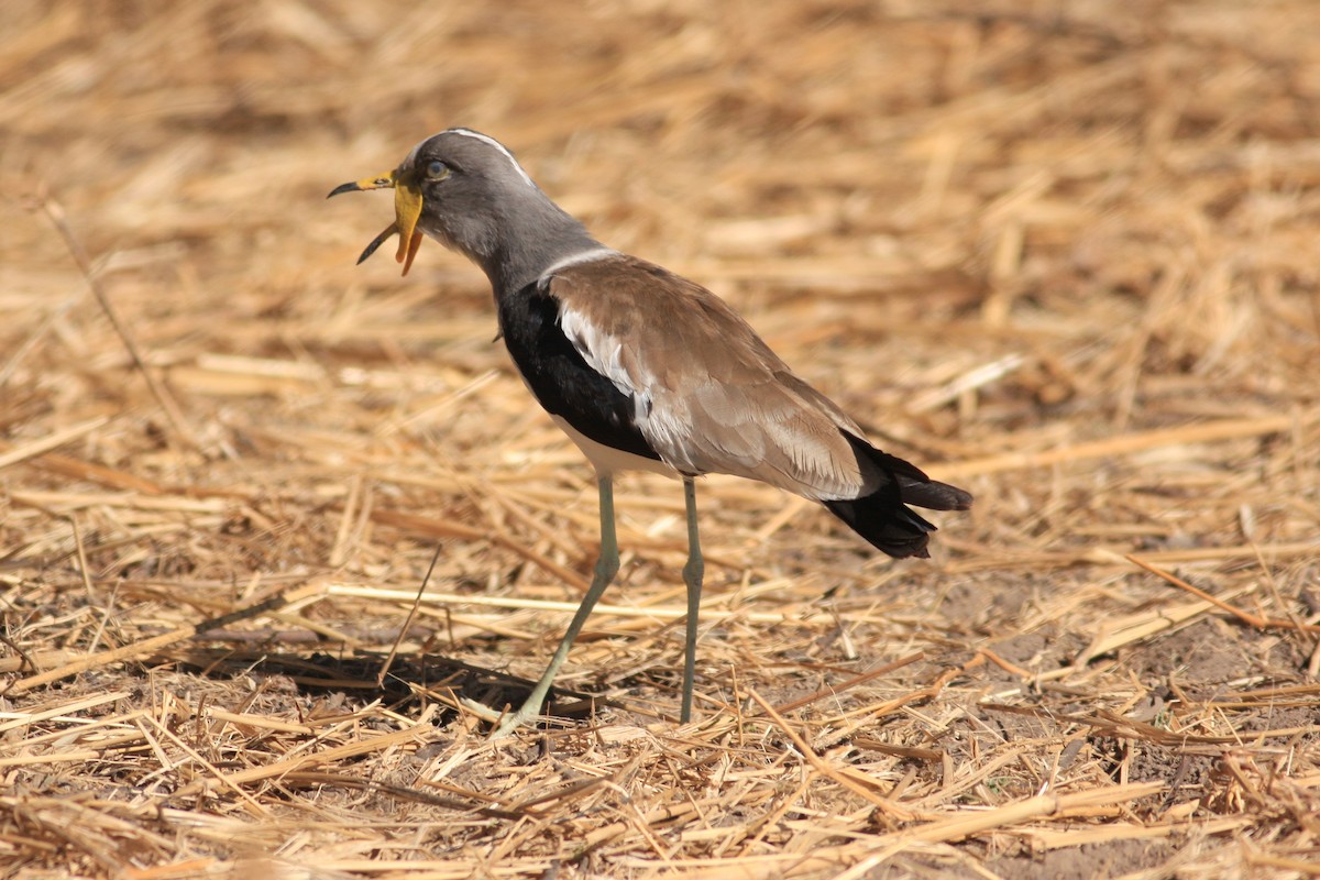 White-crowned Lapwing - Oscar Campbell