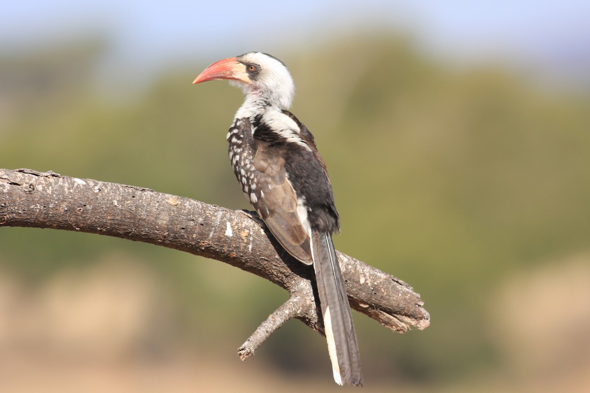 Tanzanian Red-billed Hornbill - Oscar Campbell