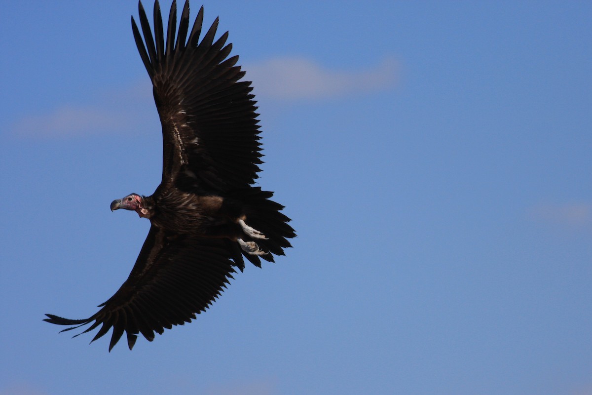 Lappet-faced Vulture - Oscar Campbell
