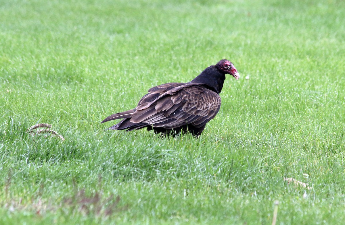 Turkey Vulture (Northern) - ML227611031