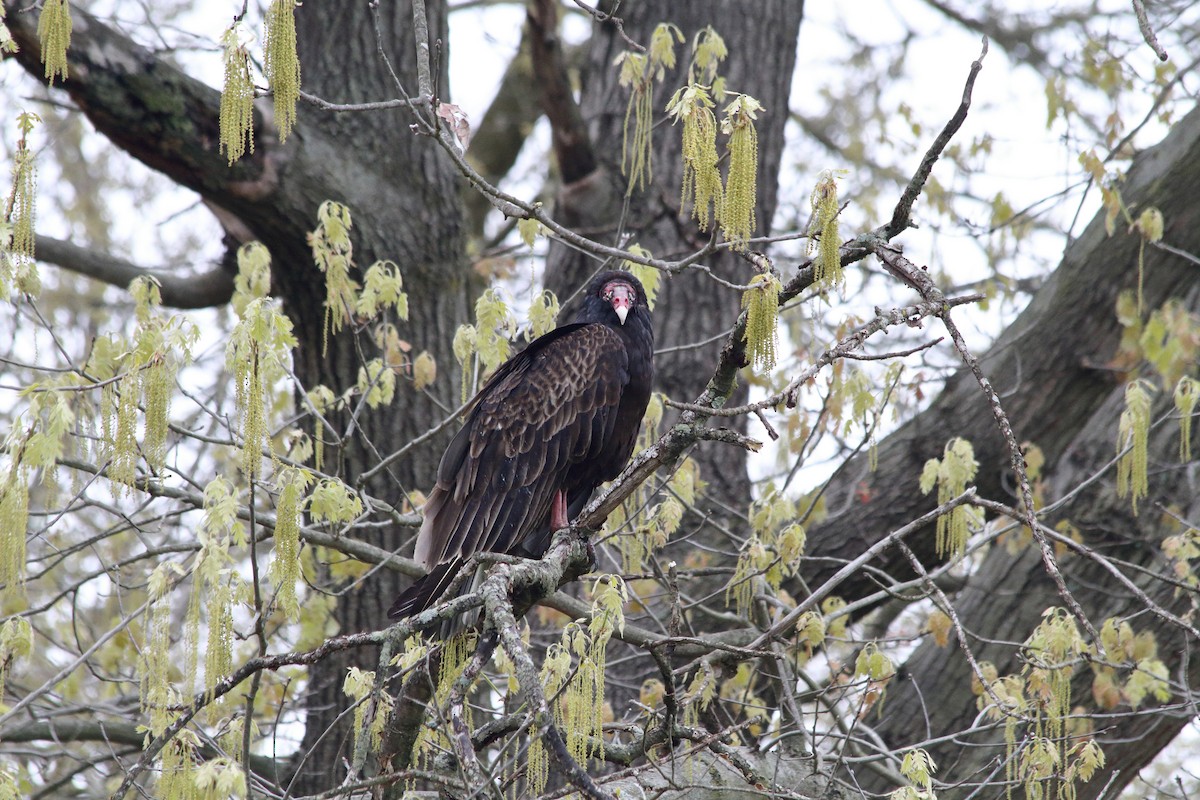 Turkey Vulture (Northern) - ML227611041