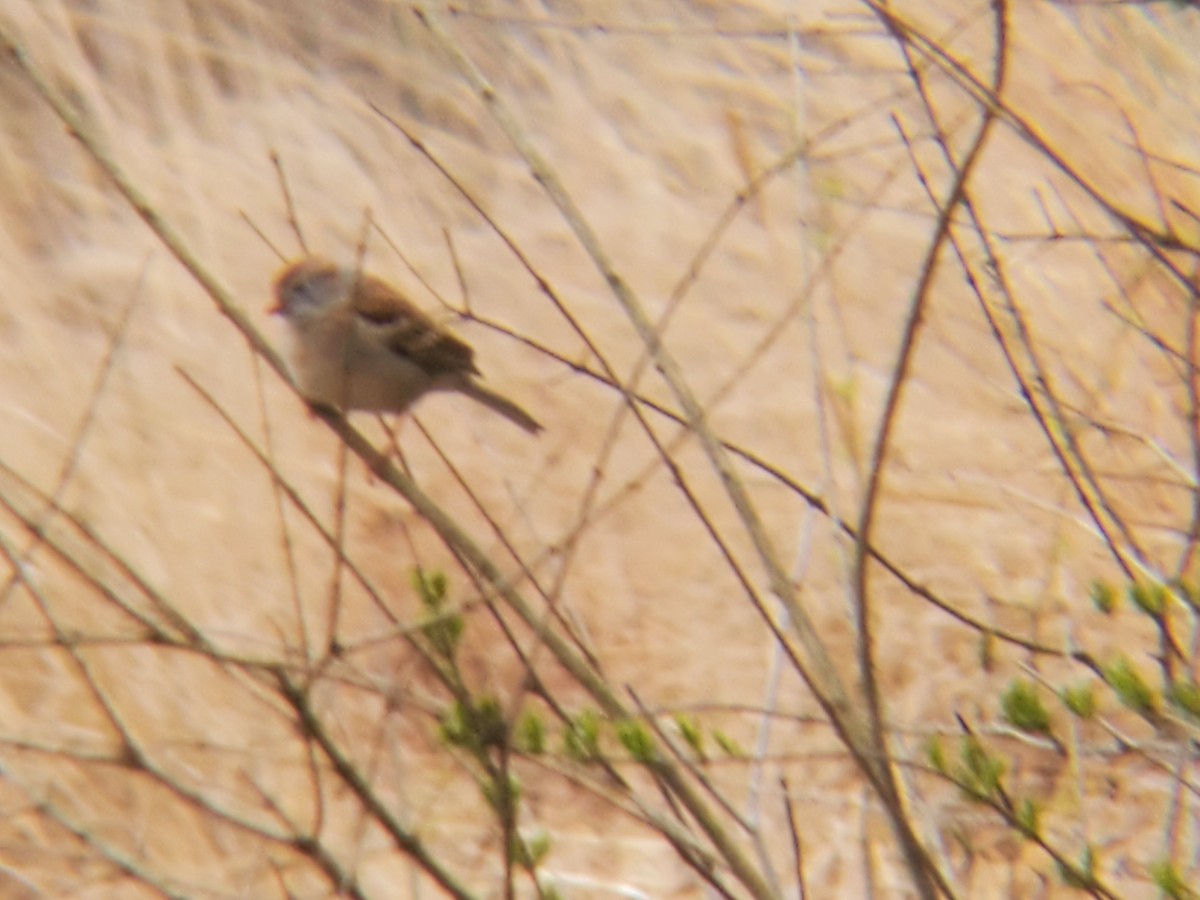 Field Sparrow - ML227619181