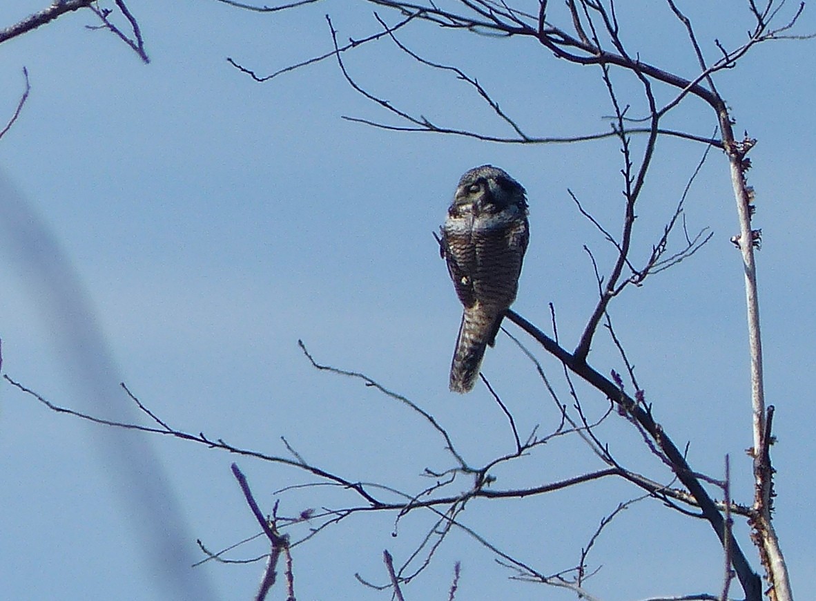 Northern Hawk Owl - Pierre Fradette