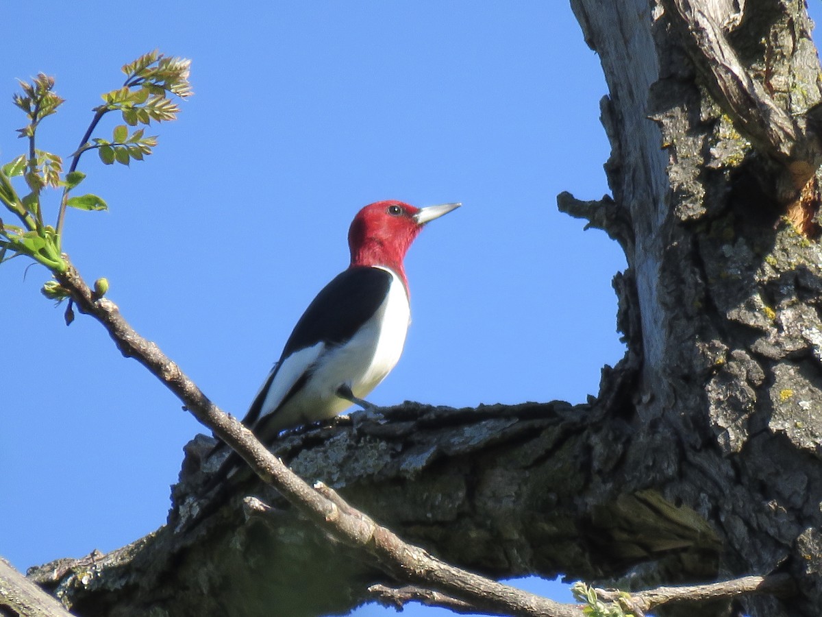 ml227622081-red-headed-woodpecker-macaulay-library