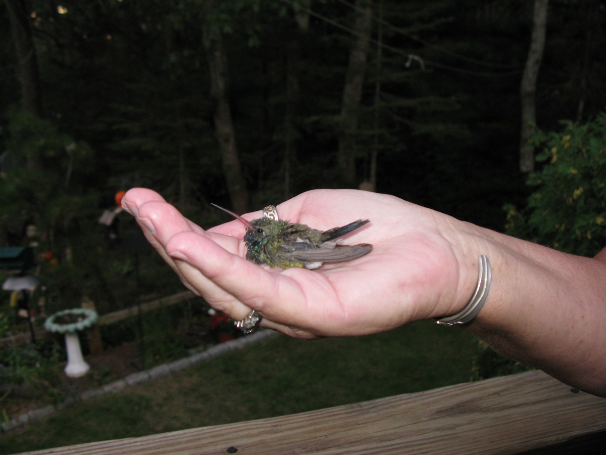 Broad-billed Hummingbird - Sue Finnegan