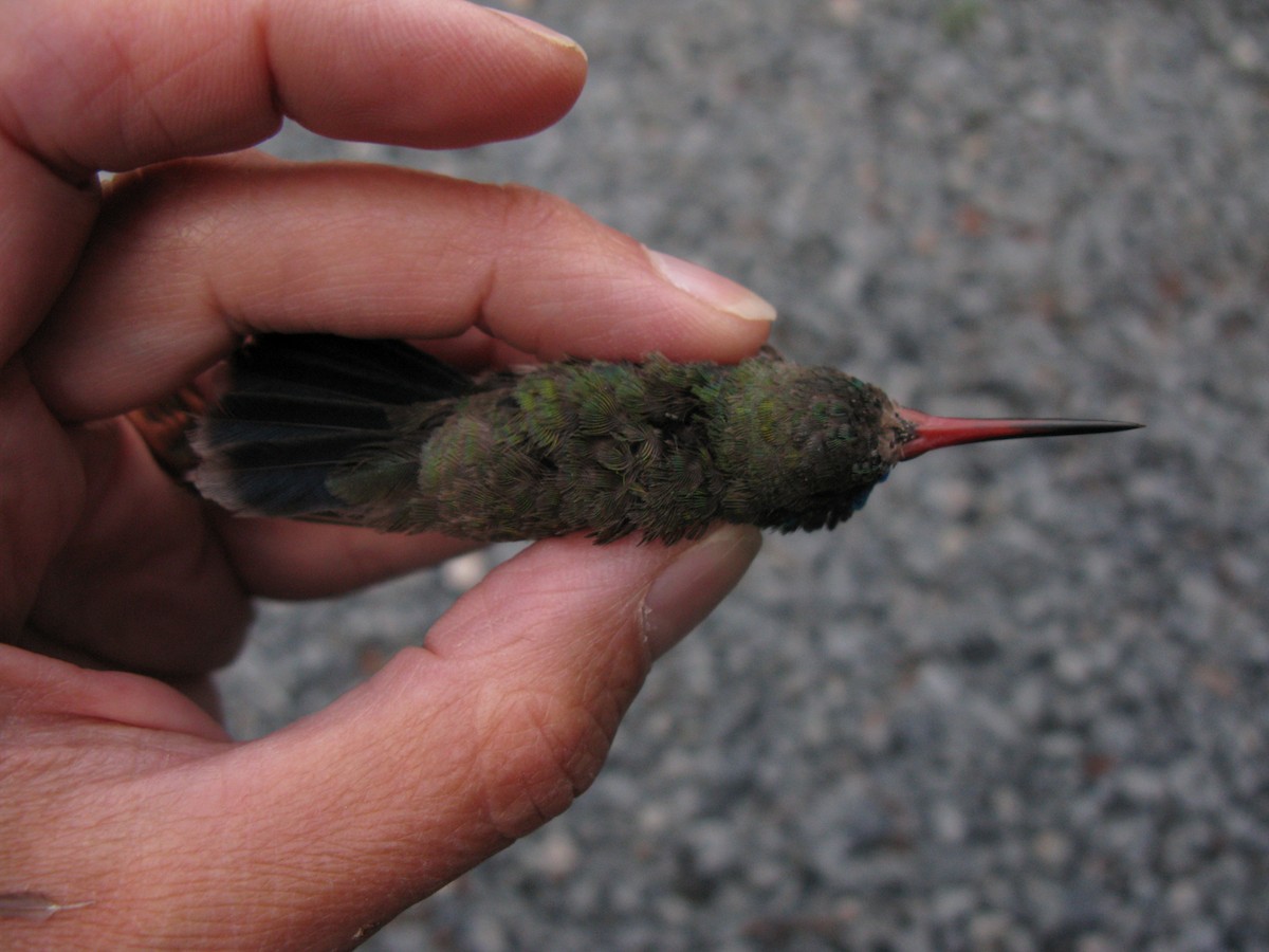 Broad-billed Hummingbird - ML227636341