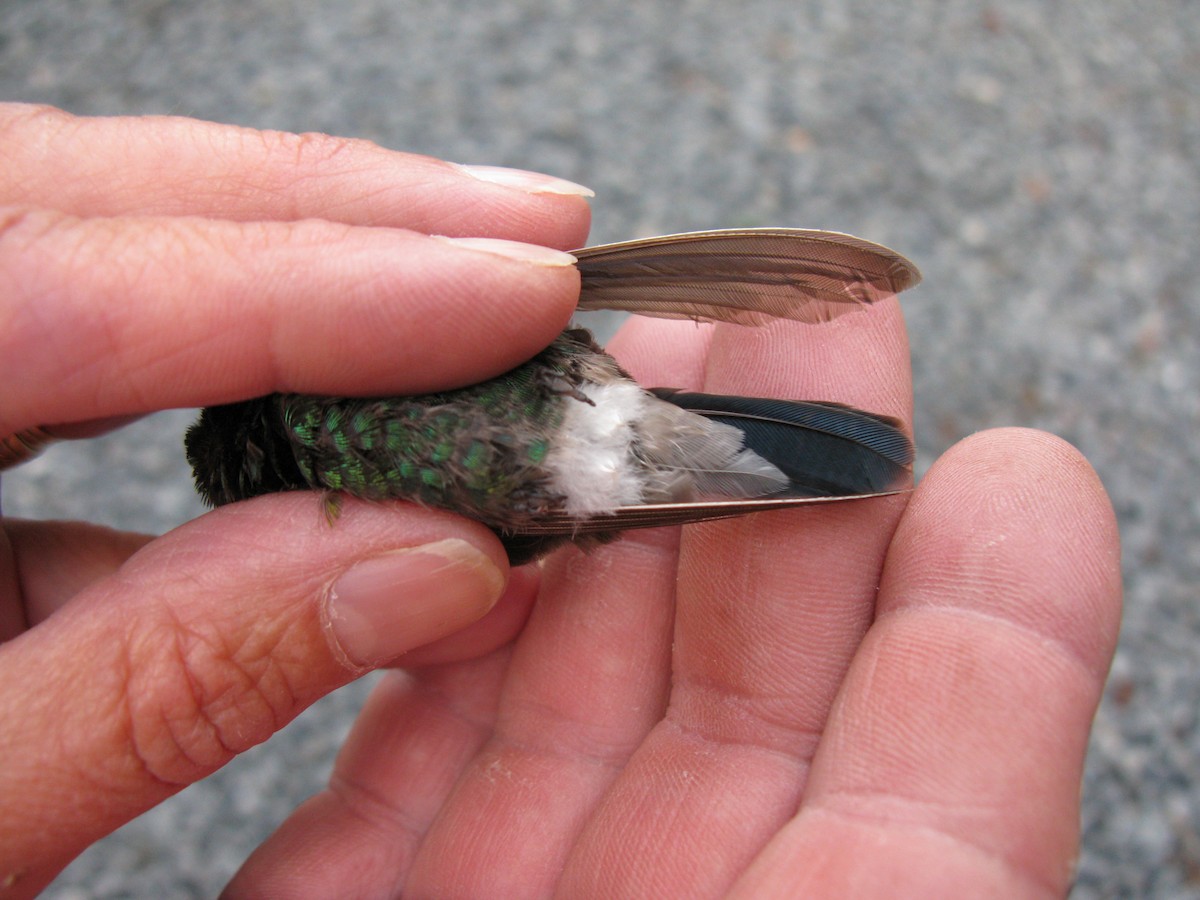Broad-billed Hummingbird - ML227636351
