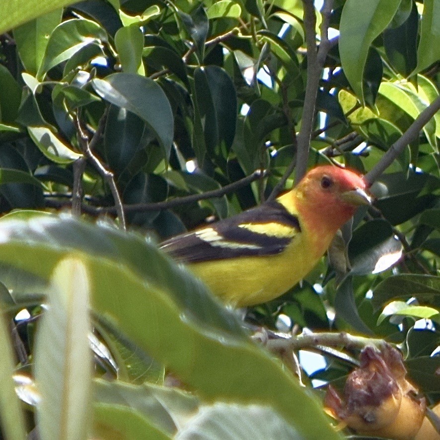 Western Tanager - ML227637491