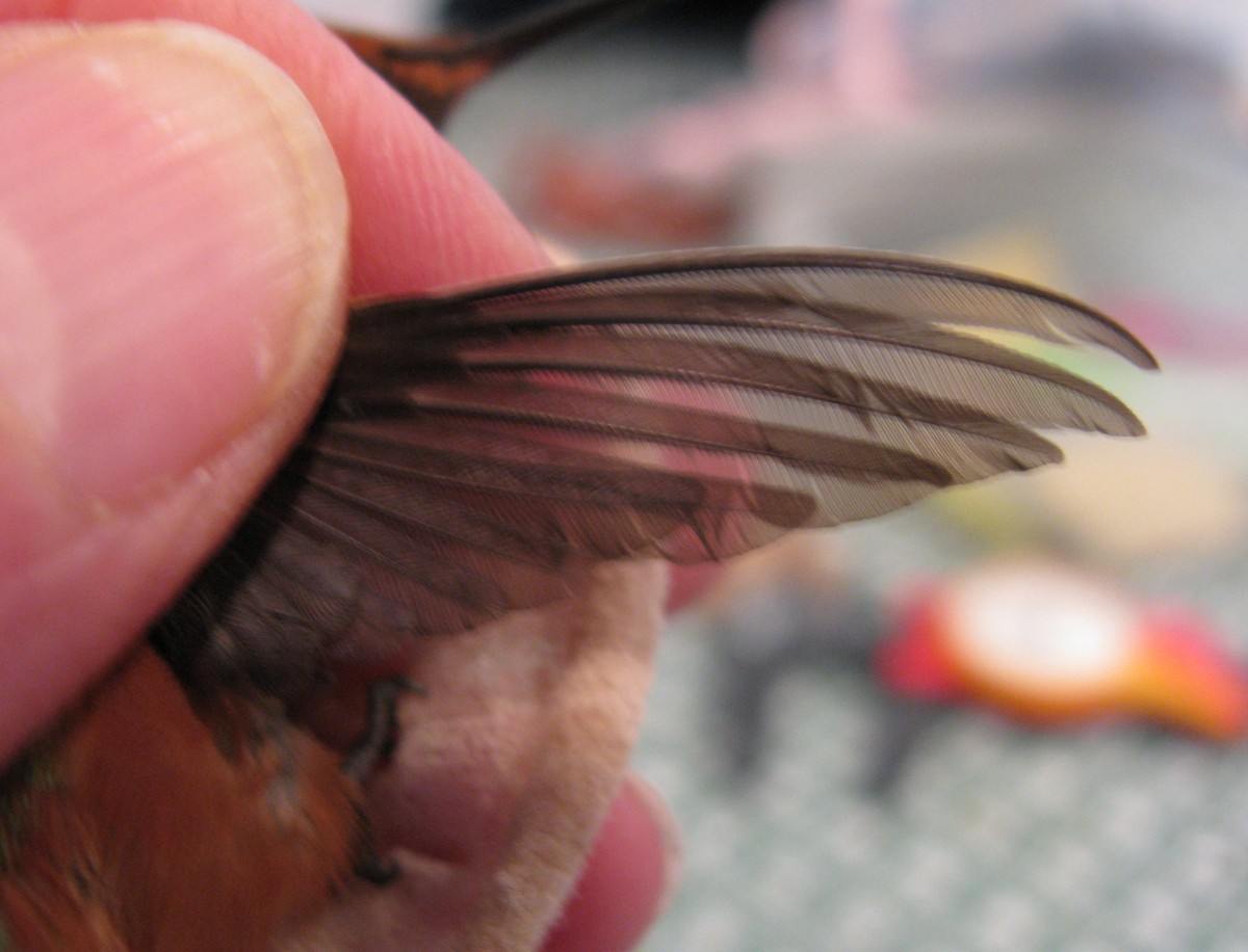 Allen's Hummingbird - ML227637571