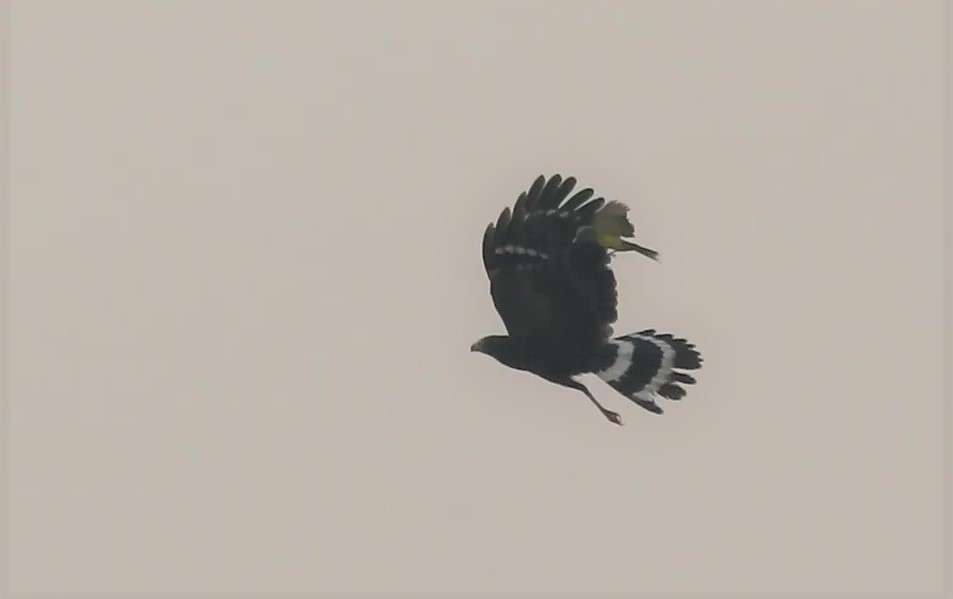 Crane Hawk - Oliver  Komar