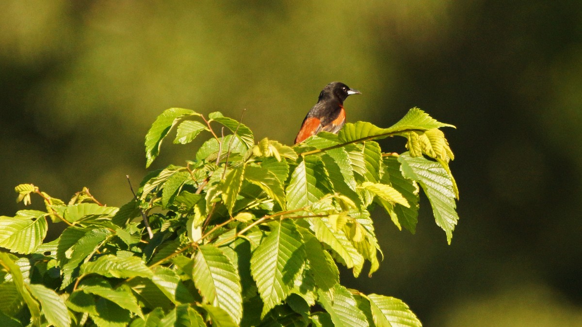 Orchard Oriole - Skipper Anding