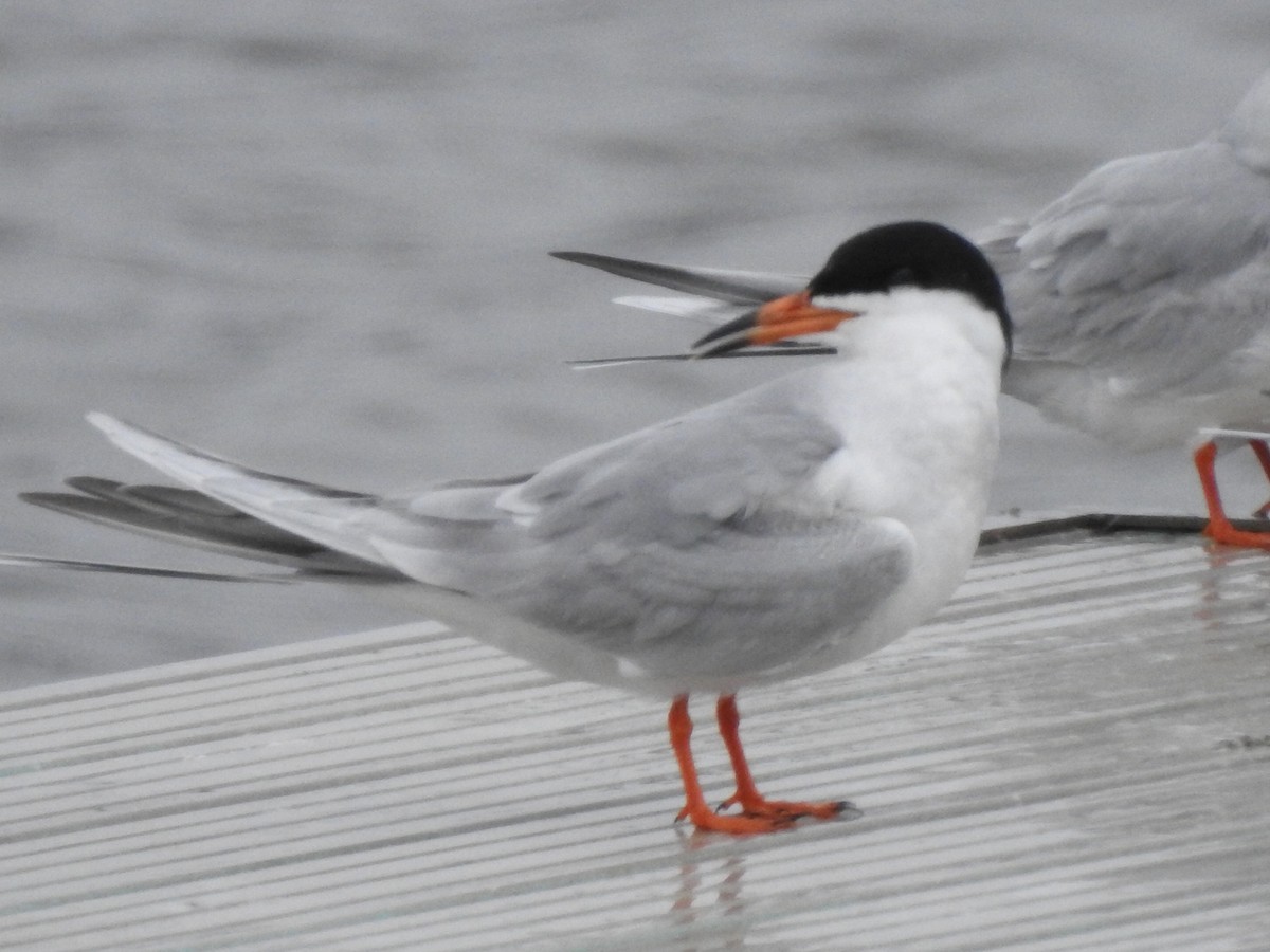 Forster's Tern - Jeff Goff