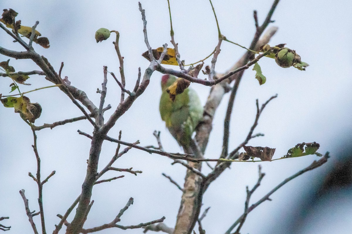 Eurasian Green Woodpecker - Elvin Memmedsoy