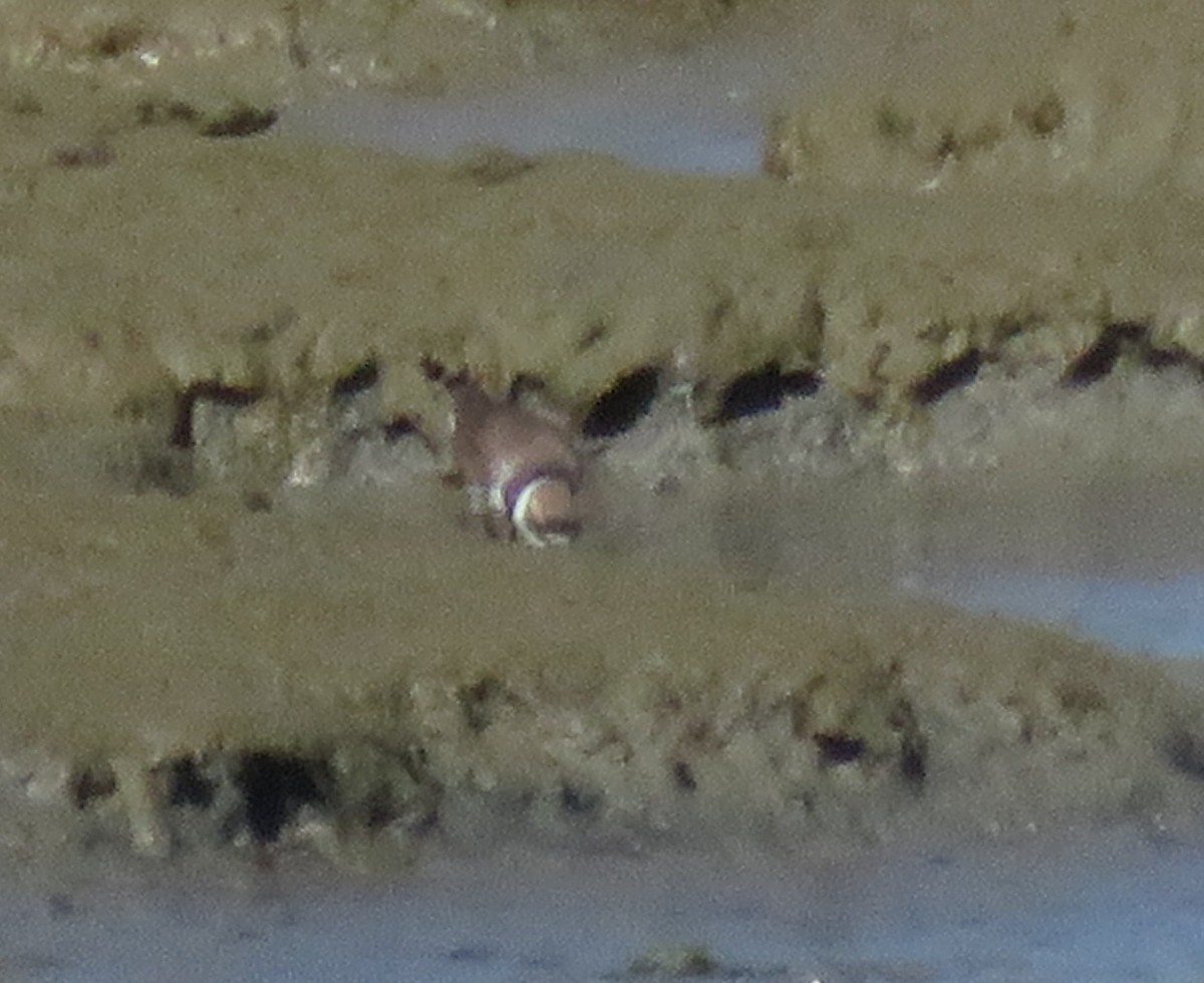 Semipalmated Plover - ML227641161