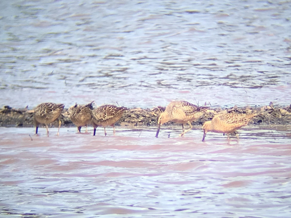 Long-billed Dowitcher - ML227645731