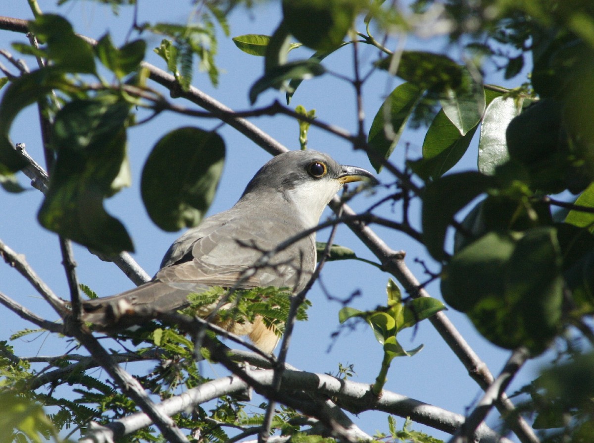 Mangrove Cuckoo - Sabino Rafael Silva Rojas