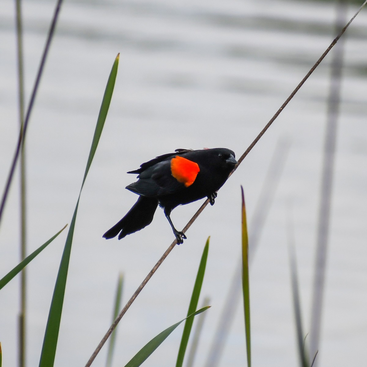 Red-winged Blackbird - ML227654181