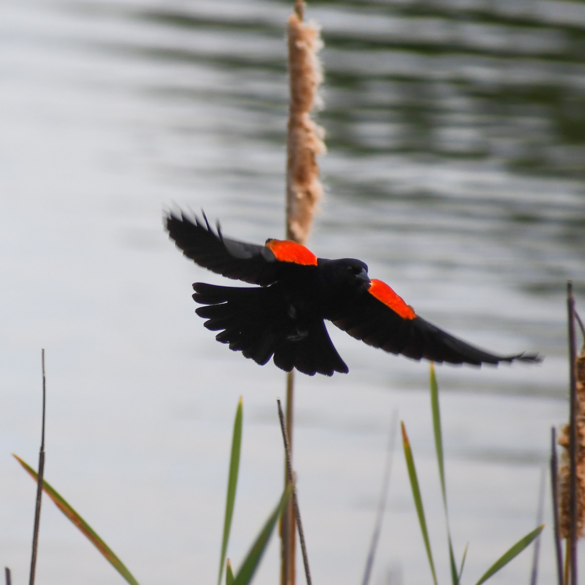 Red-winged Blackbird - ML227654191