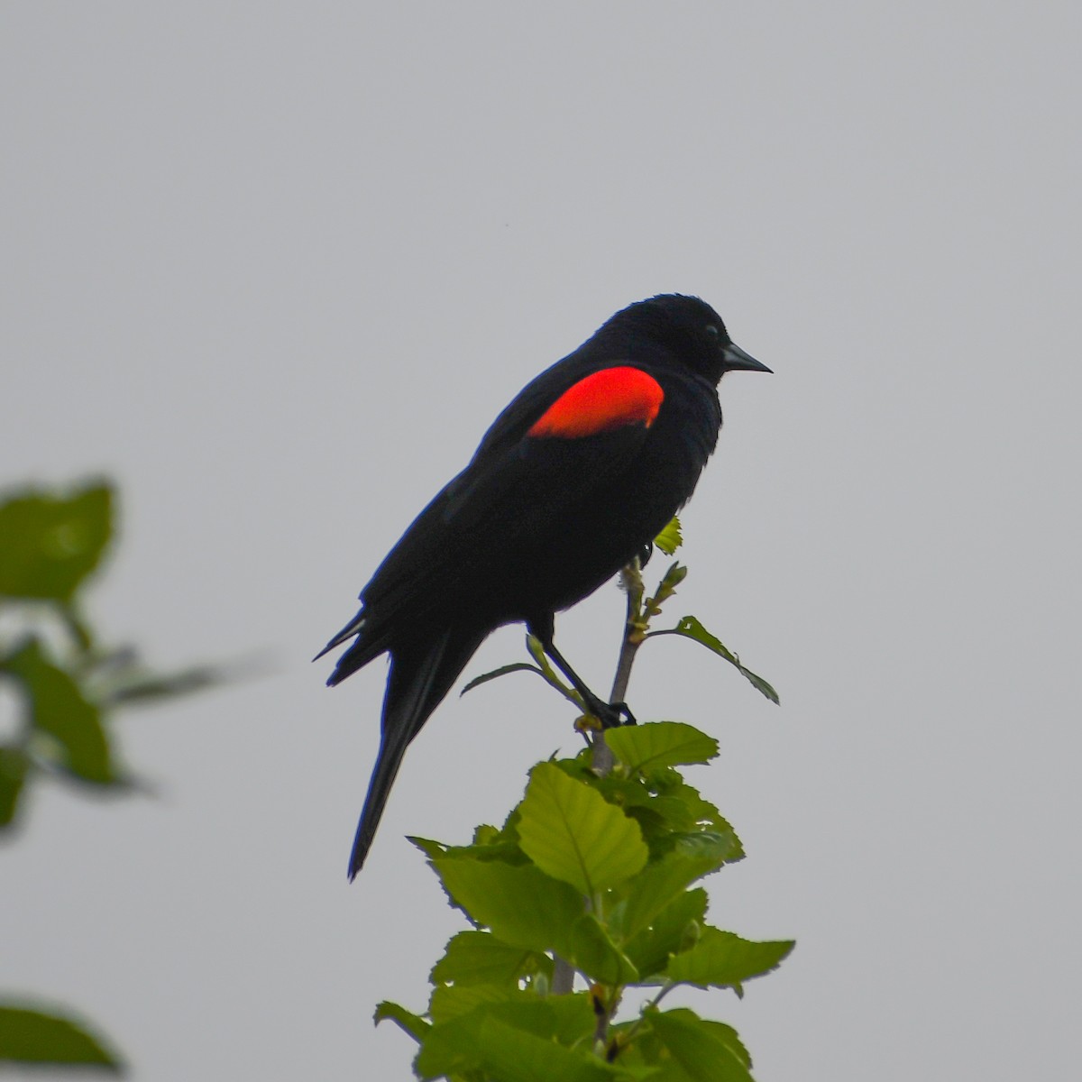 Red-winged Blackbird - ML227654231
