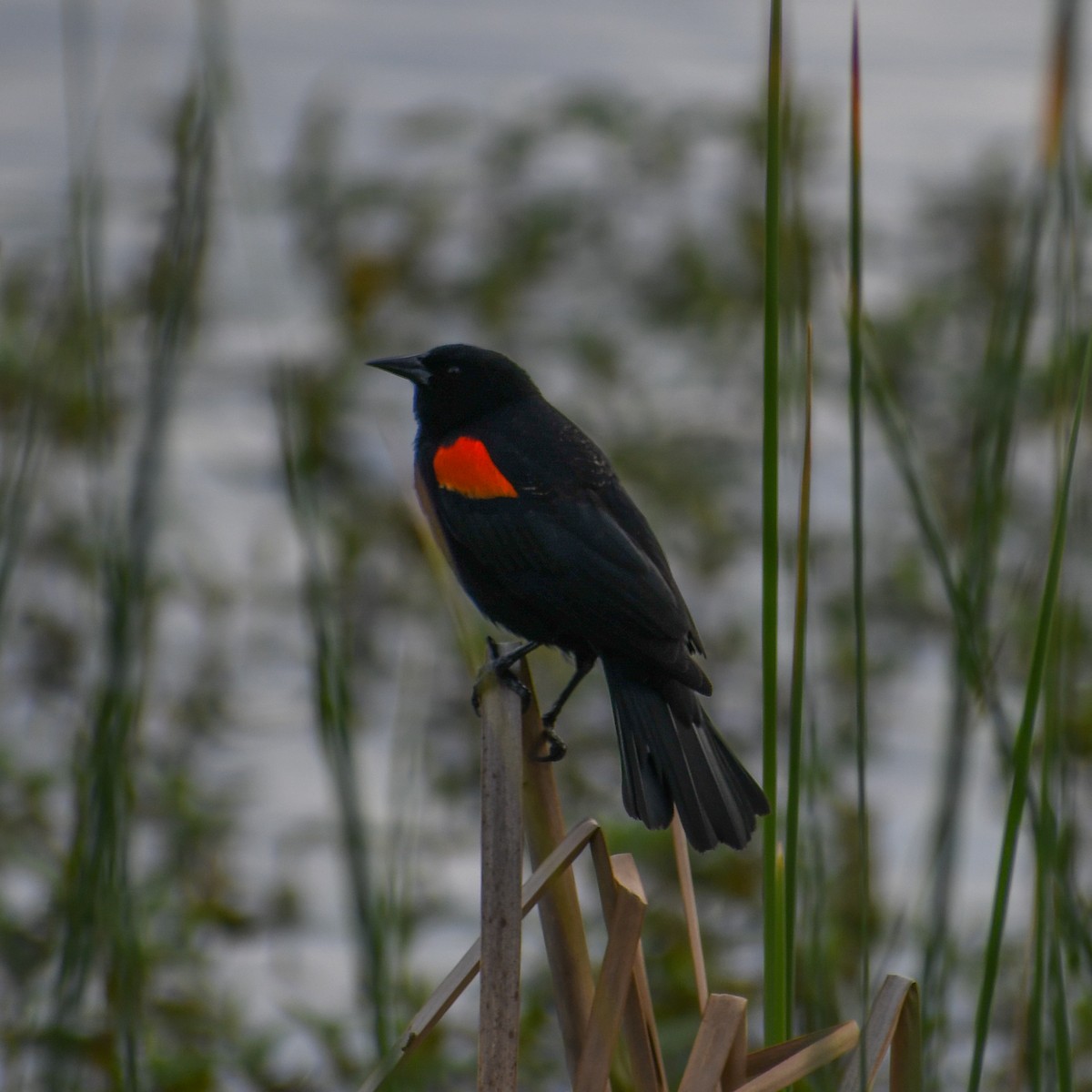 Red-winged Blackbird - ML227654341