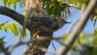 White-breasted Nuthatch - ML227654701