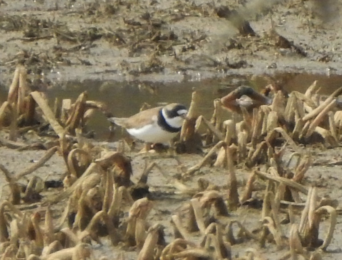 Semipalmated Plover - ML227655521