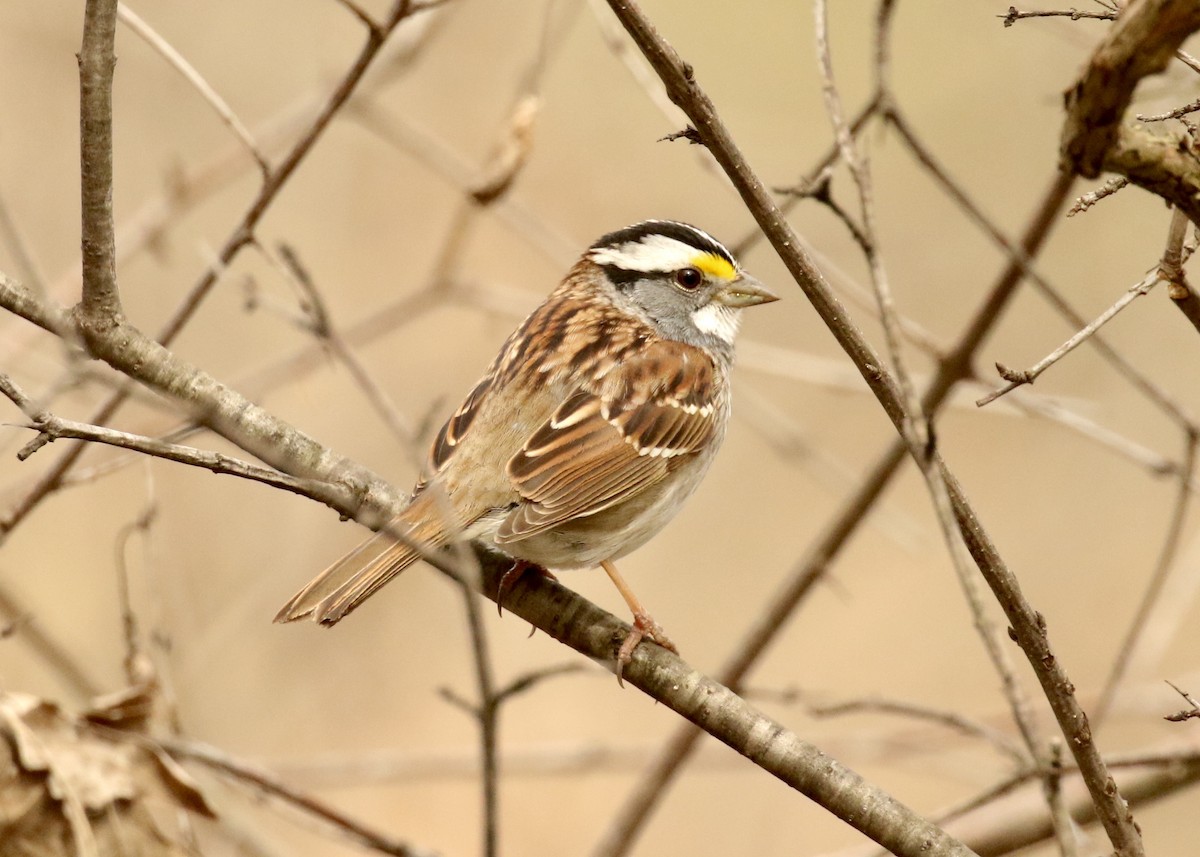 White-throated Sparrow - ML227656681